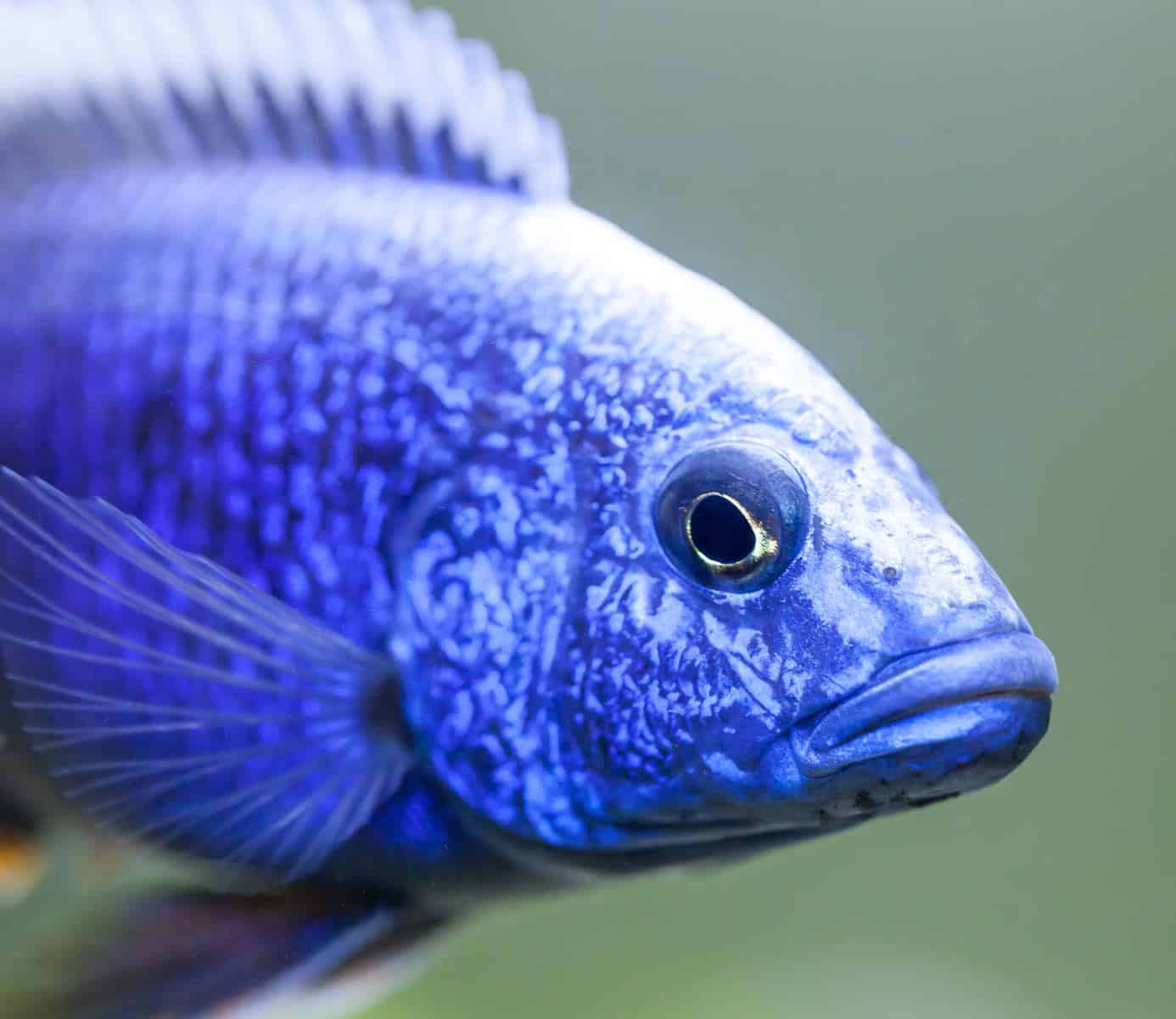 close up of electric blue hap cichlid