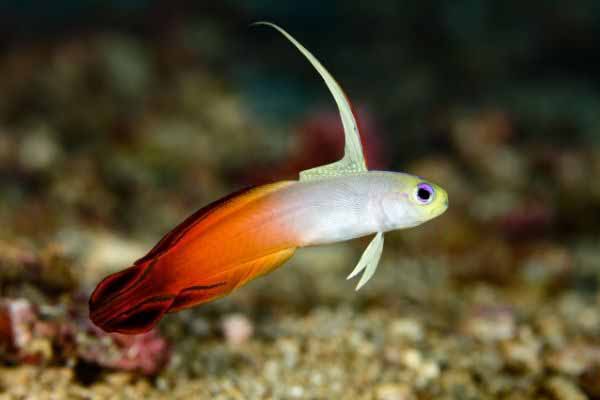 Note high fin on firefish goby