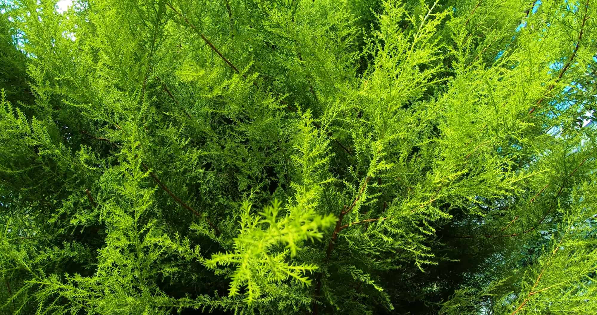 7 of the Best Fish To Breed for Profit, and Other Sage Advice 10 java moss