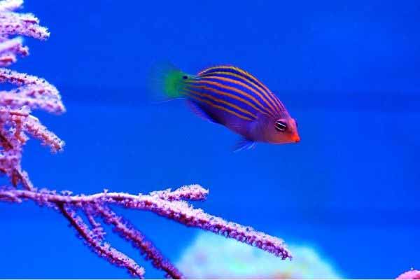six line wrasse and gorgonian