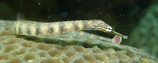 Pipe fish Corythoichthys