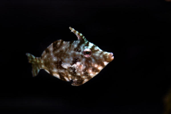 aiptasia eating filefish on black background facing right