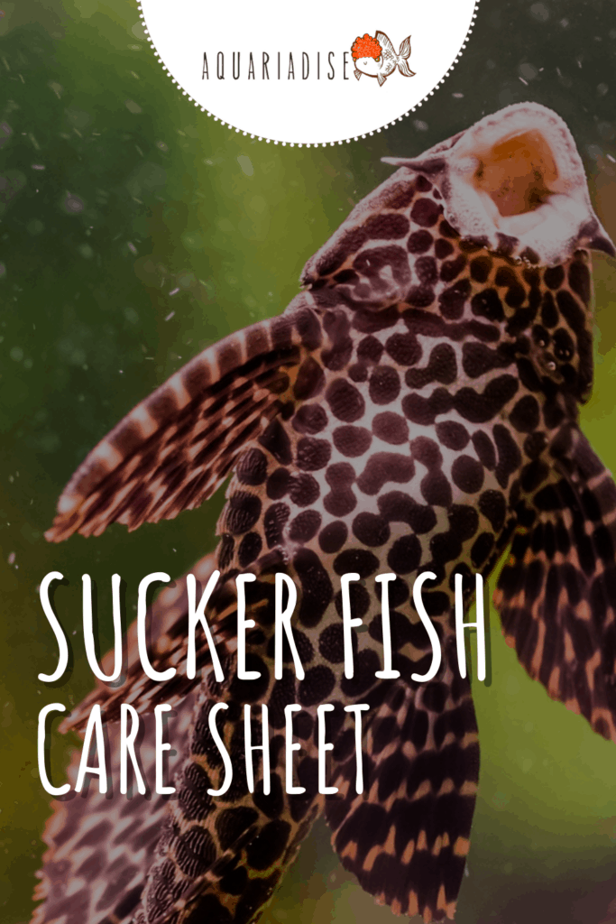 Suckerfish Care Sheet