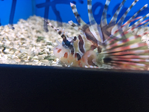 dwarf lionfish for sale