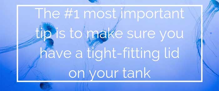 firefish goby number 1 care guide tip