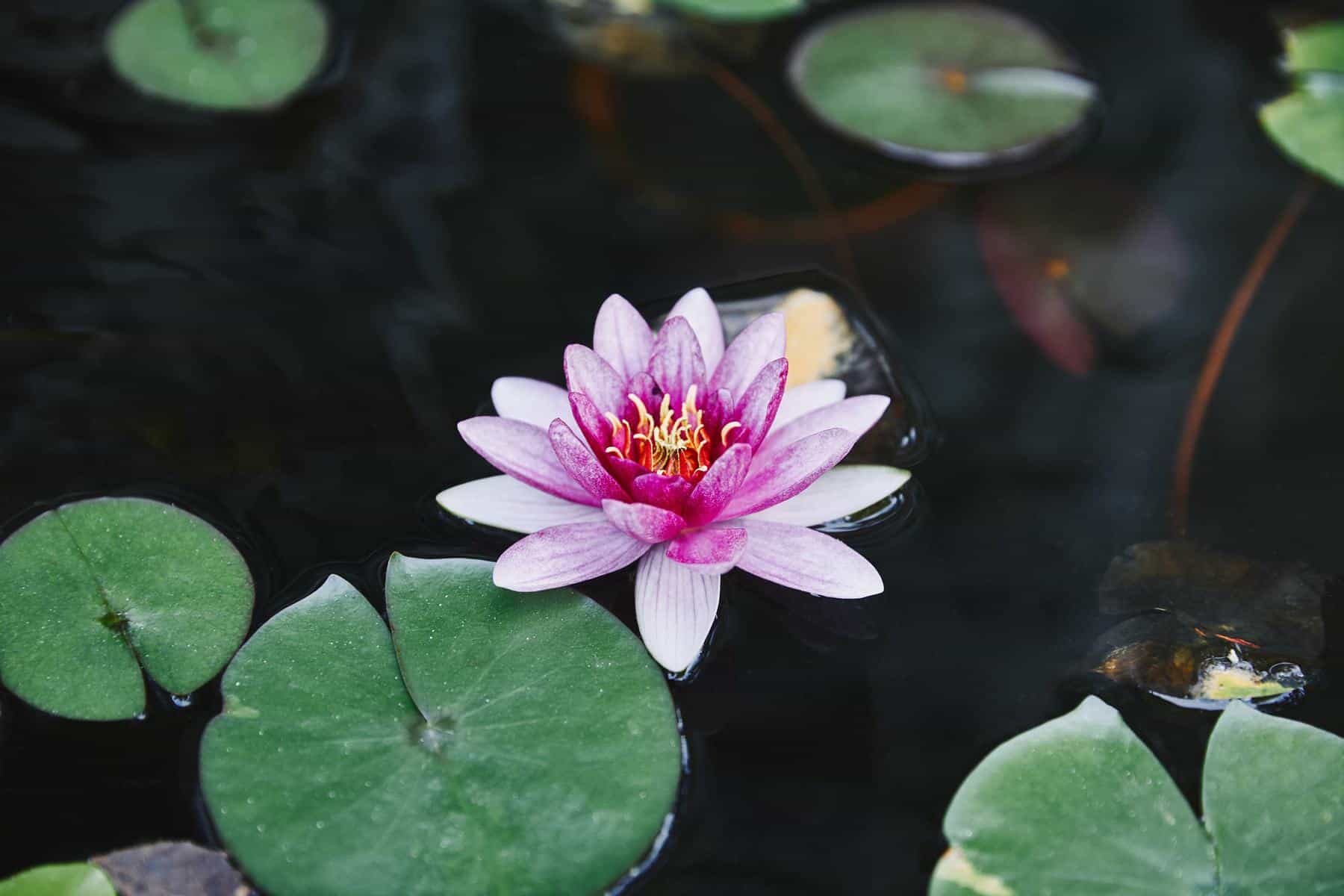 water lily