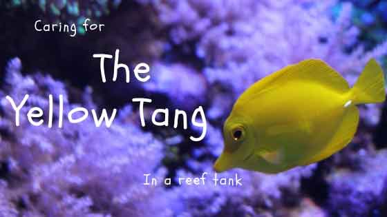 caring for the yellow tang in a reef tank