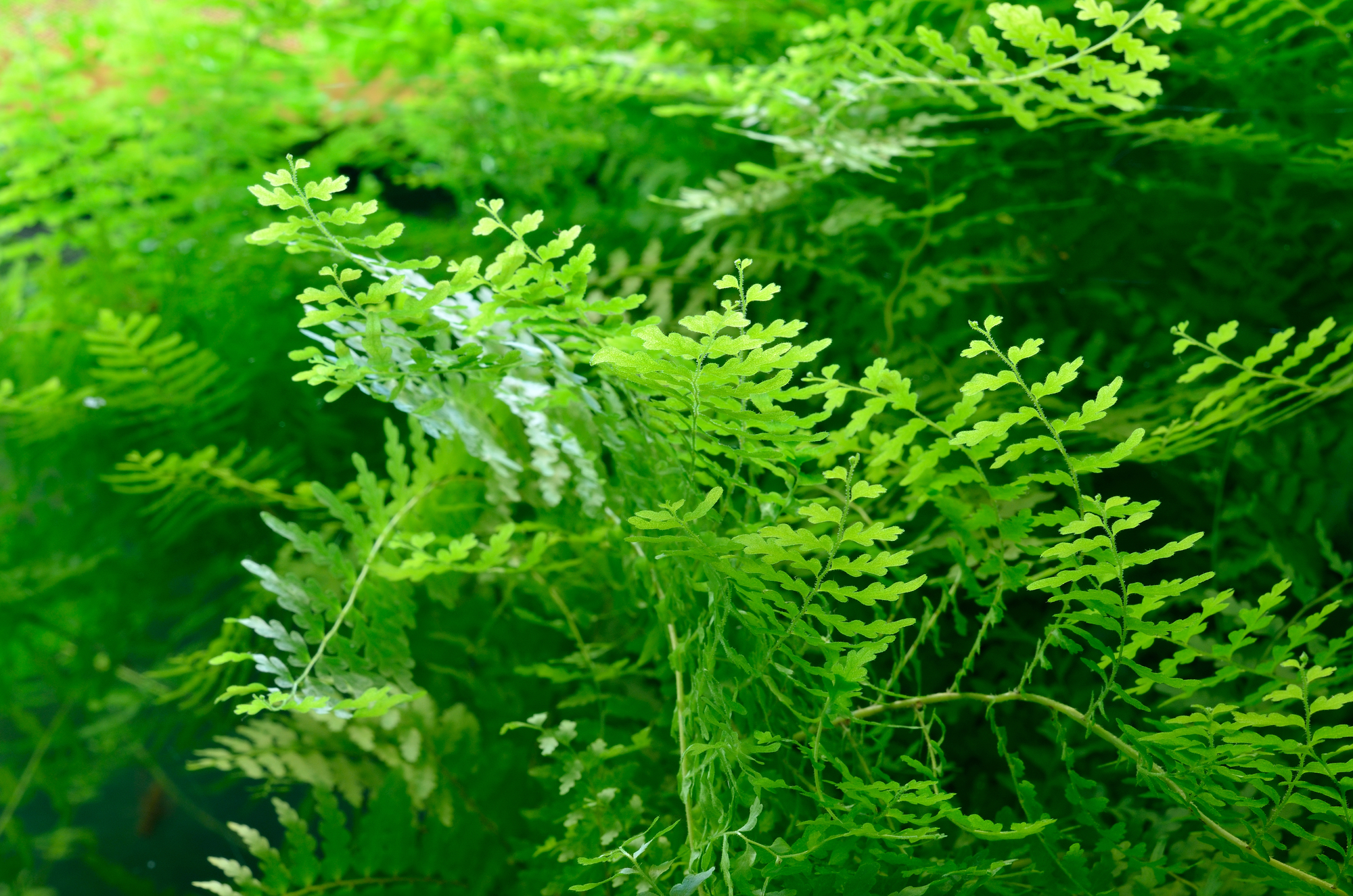 close up shot of java moss