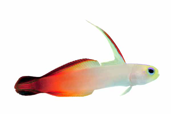 Firefish goby white background
