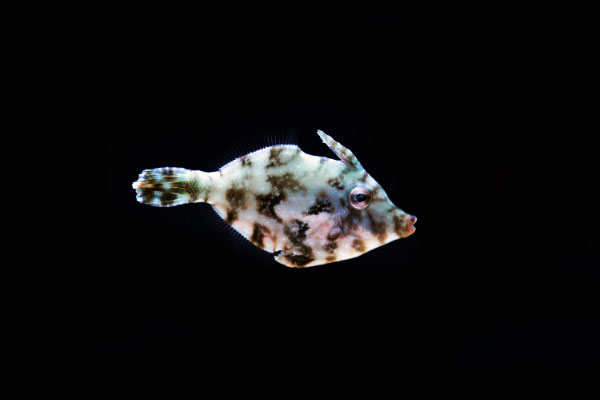 aiptasia eating filefish main