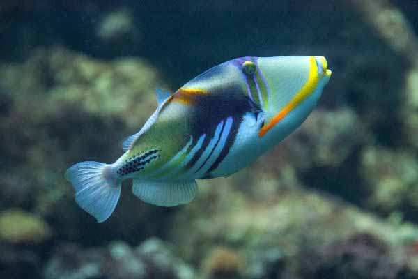 Triggerfish are incompatible with pipefish