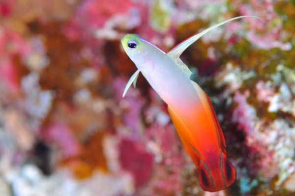 firefish goby close up