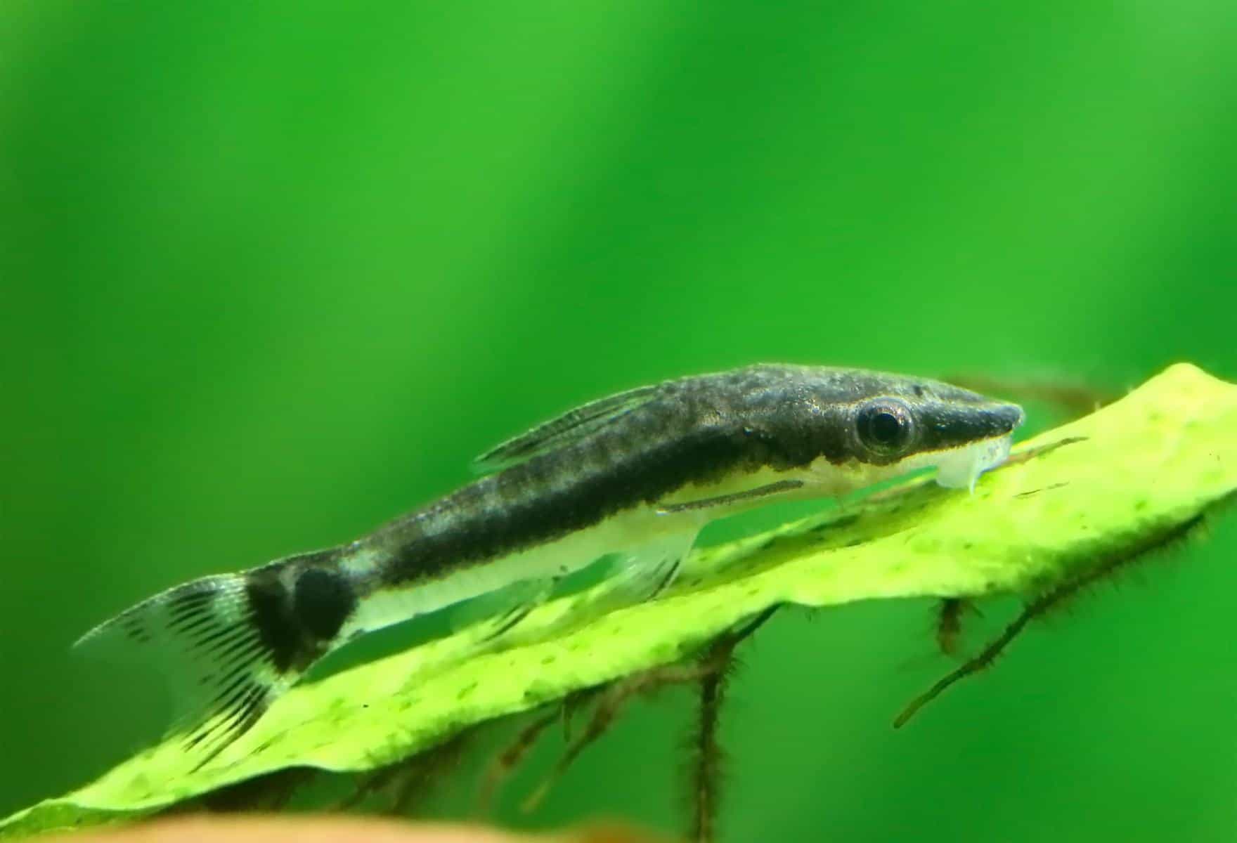 algae eater fish eating algae on aquatic plants