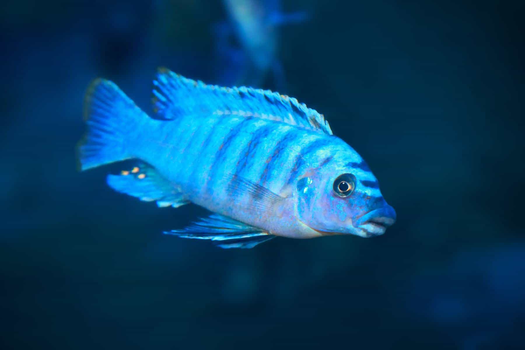 electric blue hap fish swimming in freshwater aquarium