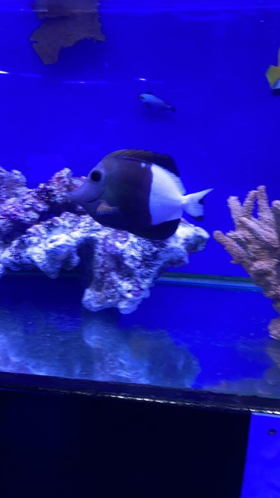 Indian Ocean Indian Ocean