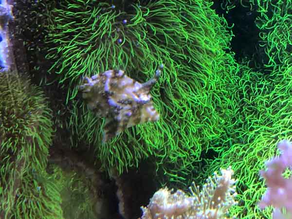 aiptasia eating filefish with matted coloration and bristletail