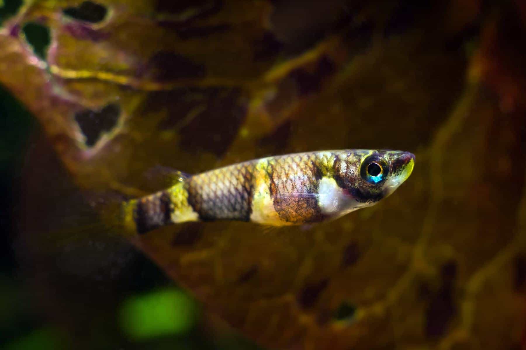 clown killifish