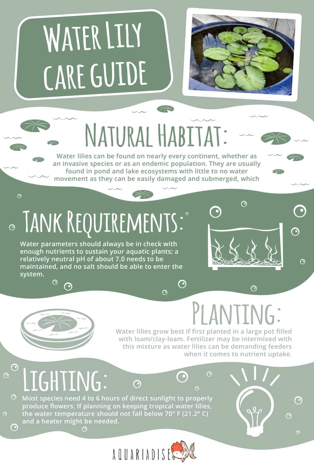 Water Lily Care Guide