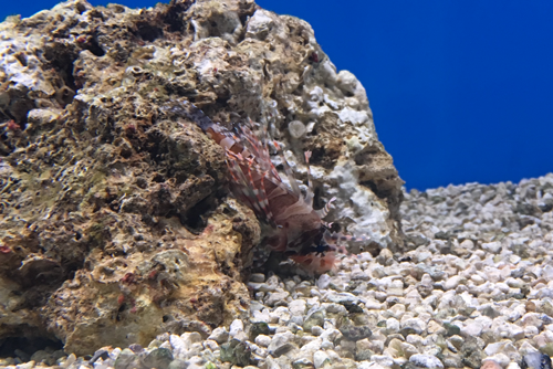 dwarf lionfish hiding
