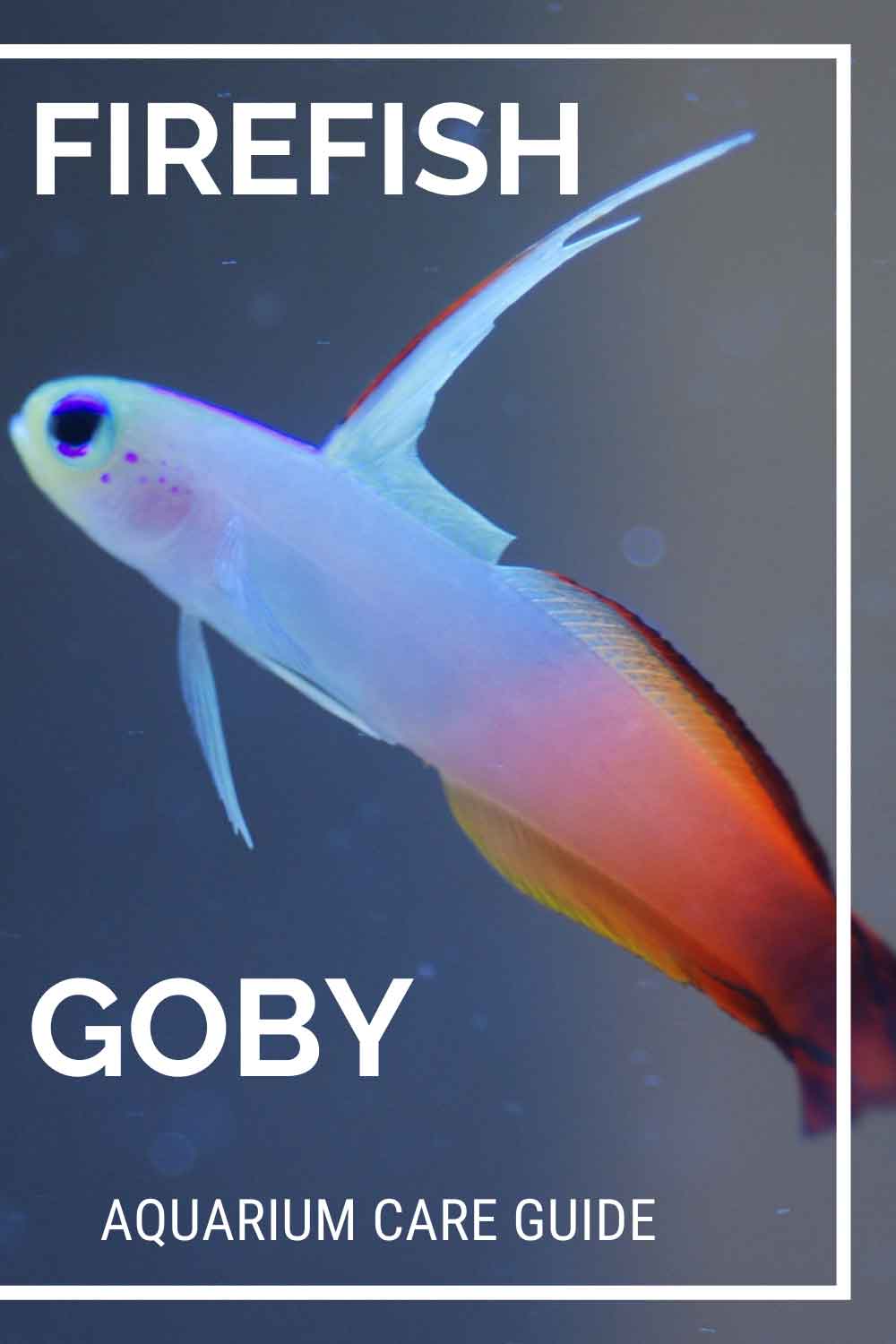 Firefish goby care guide