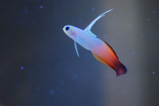 Acanthomorpha firefish goby