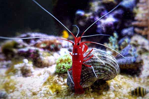 airline tubing Fire shrimp in a reef tank aquarium climbing on a likely abandoned snail shell