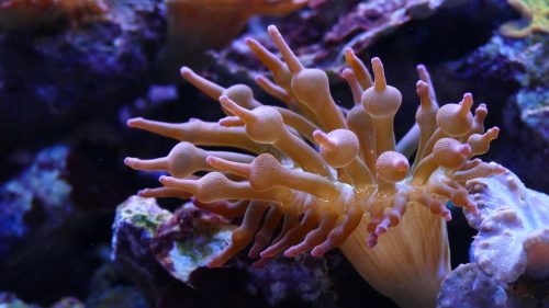compressed bubble tip anemone