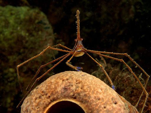 Anthony Calfo Stenorhynchus seticornis (Yellowline Arrow Crab)