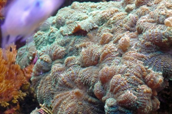 Mushroom corals Mushroom Corals: Rhodactis sp.