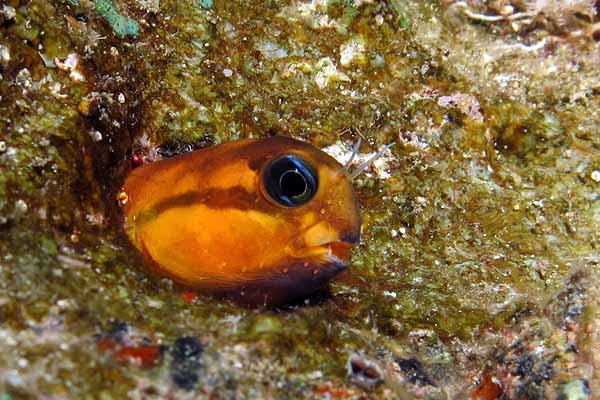Midas blenny head sticking out from live rock