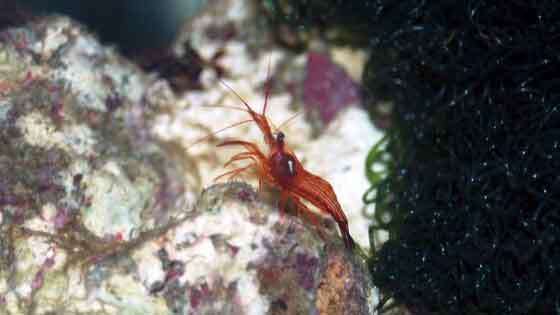 ankeri Peppermint shrimp