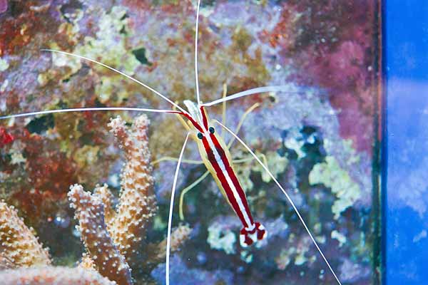 amboinensis scarlet skunk cleaner shrimp on aquarium glass coral and coralline algae in background