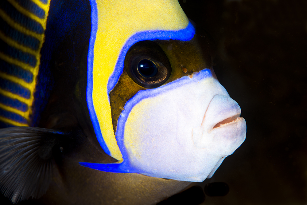 Book:Imperator Aleksandr II-class battleships