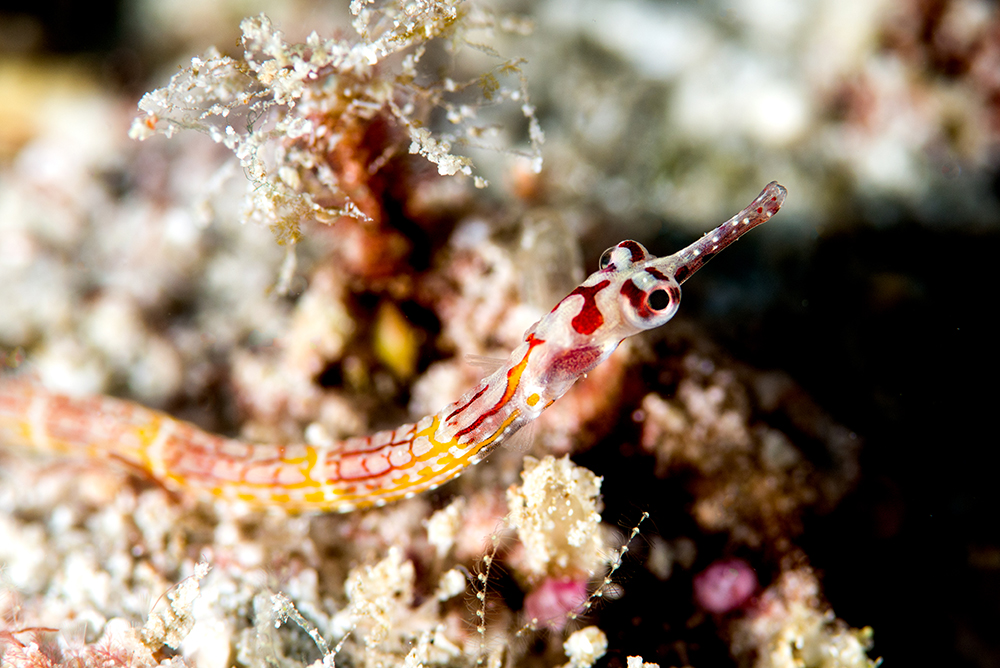 flavofasciatus flavofasciatus