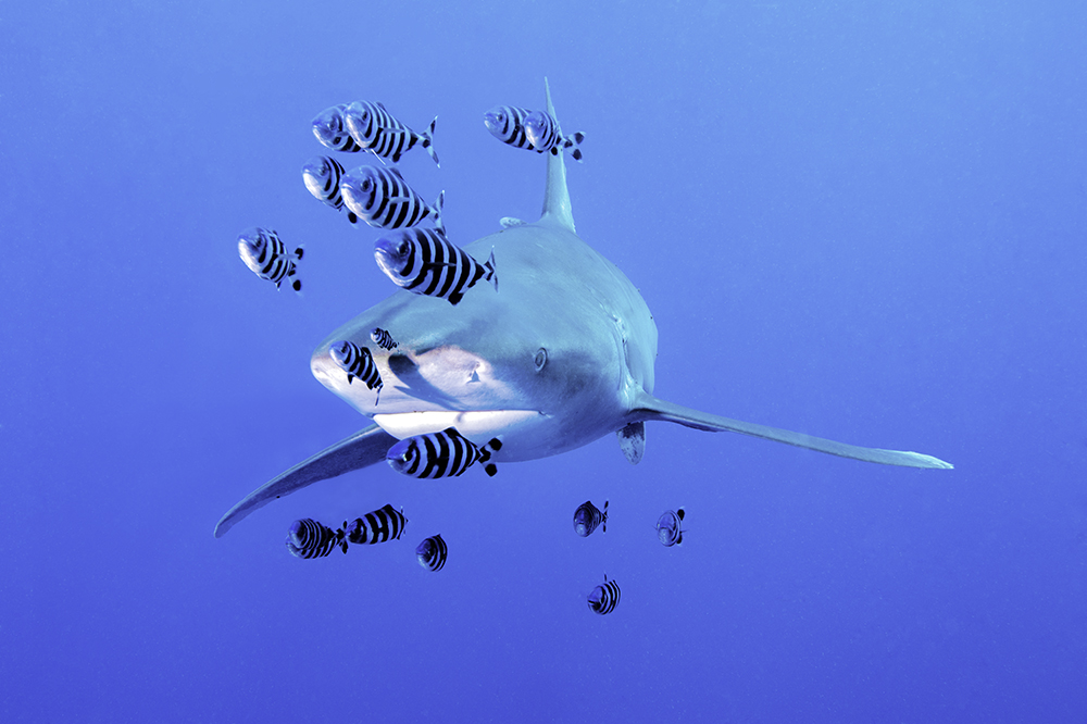 Global Ocean Alliance Global Ocean Alliance