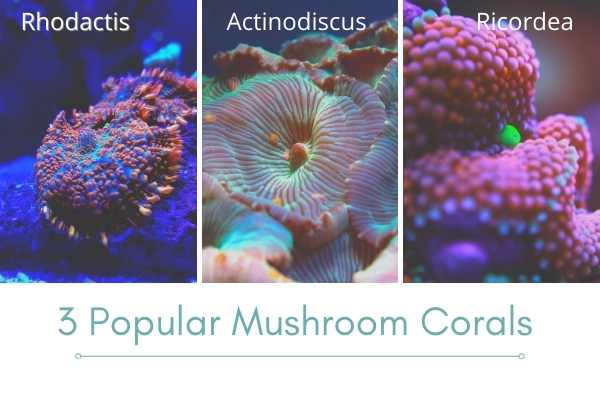 Three popular mushroom coral types Rhodactis, Actinodiscus and Ricordea
