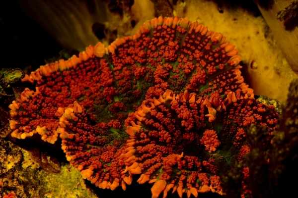 red Rhodactis mushroom coral