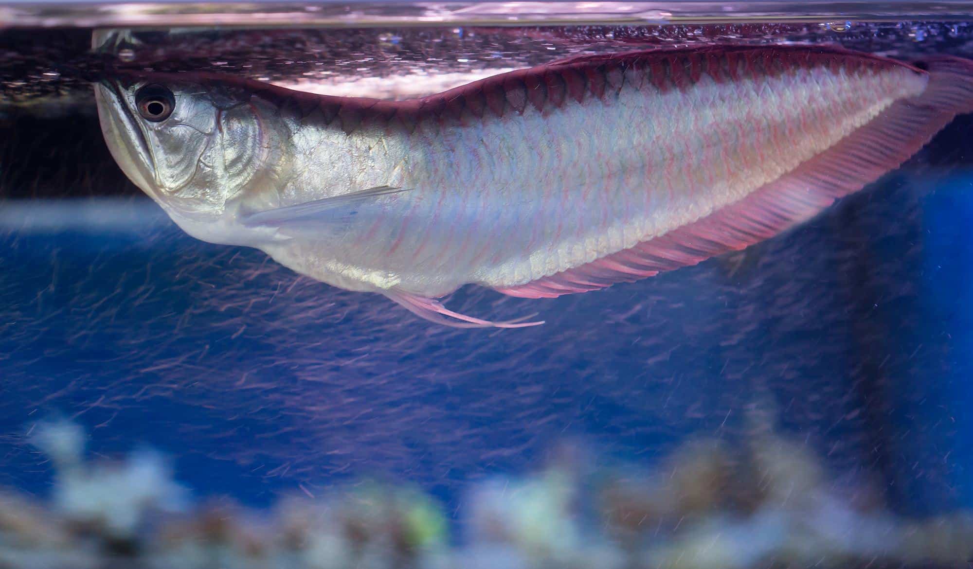 silver arowana in aquarium