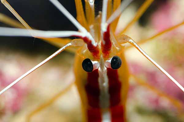 scarlet skunk cleaner shrimp close up of eyes and antennae
