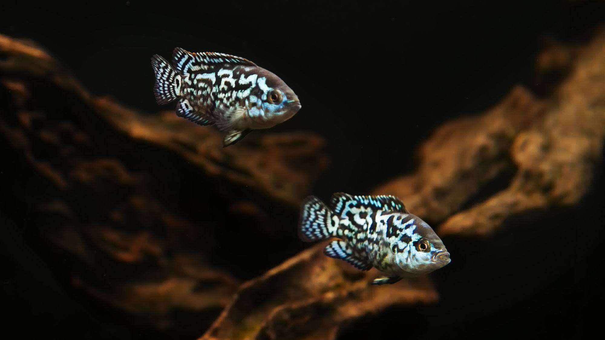 blue jack dempsey fishes in aquarium
