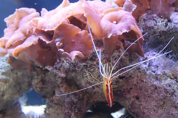 Skunk cleaner shrimp in reef tank with coral