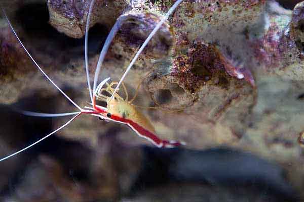 shy shrimp hiding under a live rock ledge