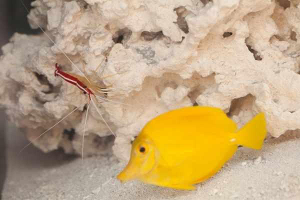 scarlet skunk cleaner shrimp set up a station on live rock that fish come and visit