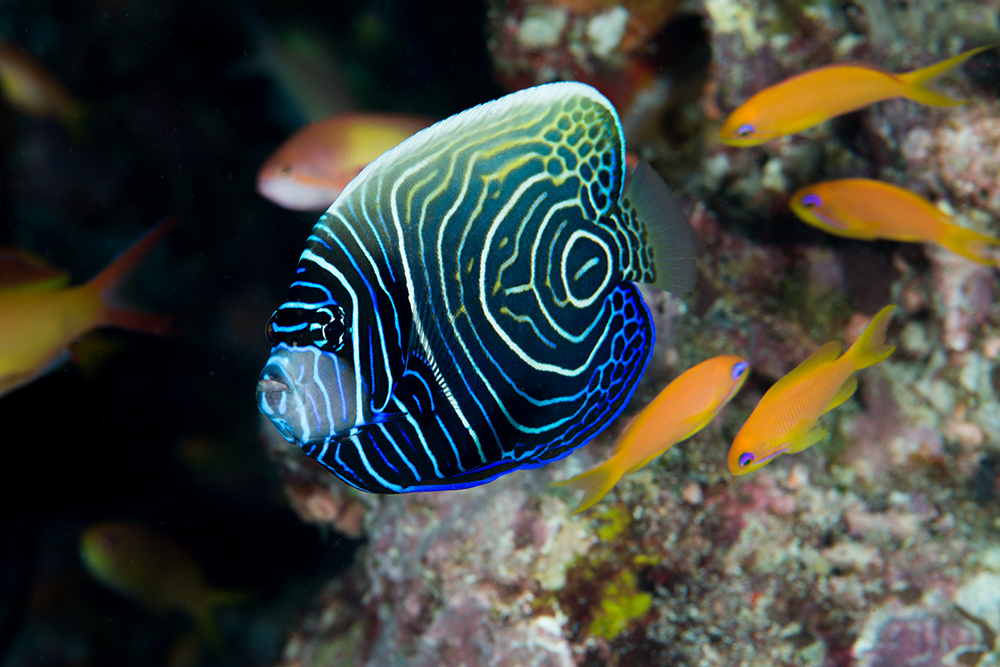Emperor angelfish