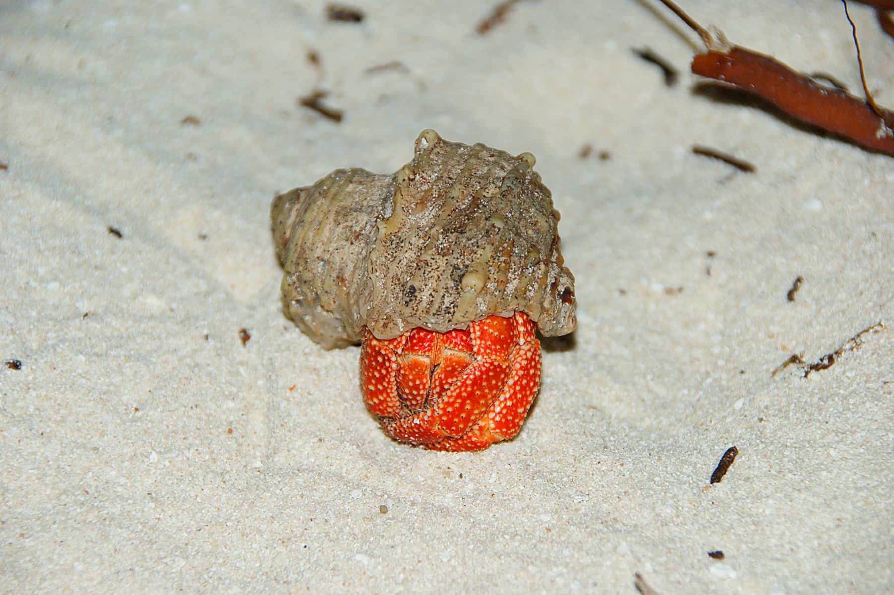 Strawberry Hermit Crab (Coenobita Perlatus) Care Sheet - WZaquarium