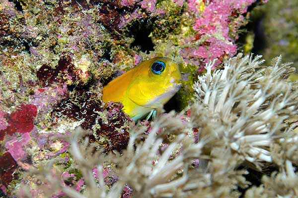 Midas blenny and xenia coral