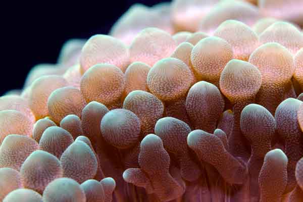 macro shot of bubble tip anemone