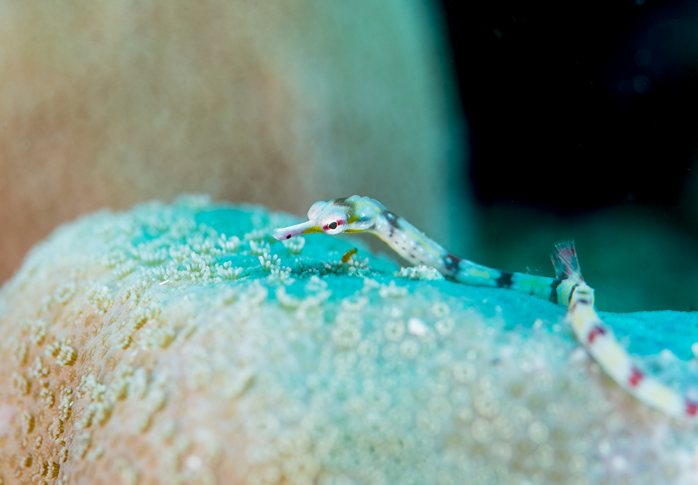 Indo-Pacific Indo-Pacific