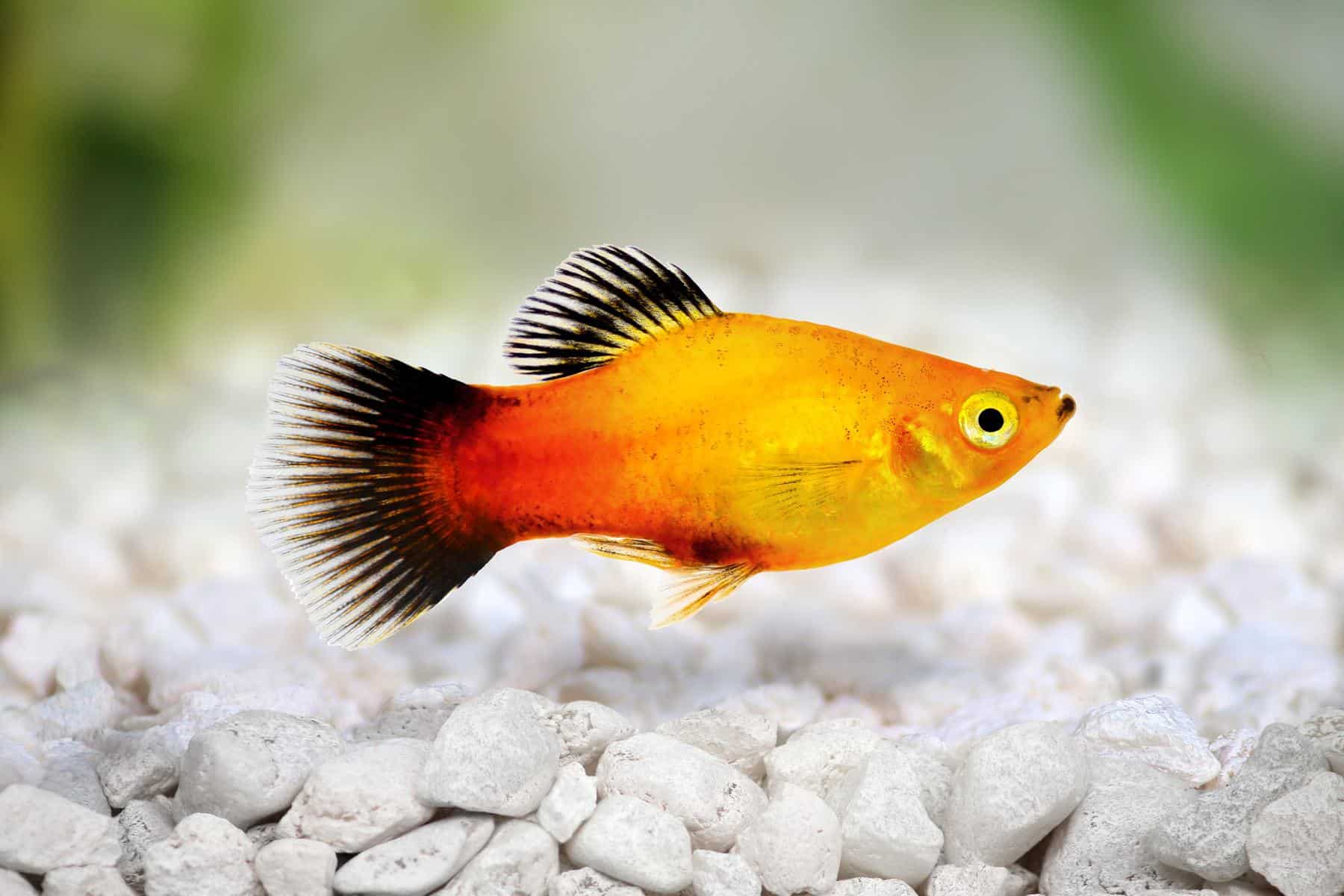 sunburst platy fish