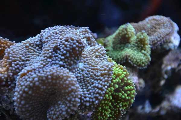 blue and green ricordea colonies